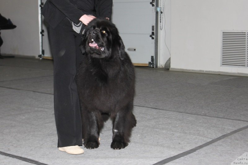 Фото: ньюфаундленд Лунная Соната Для Елены Гранд Бэби