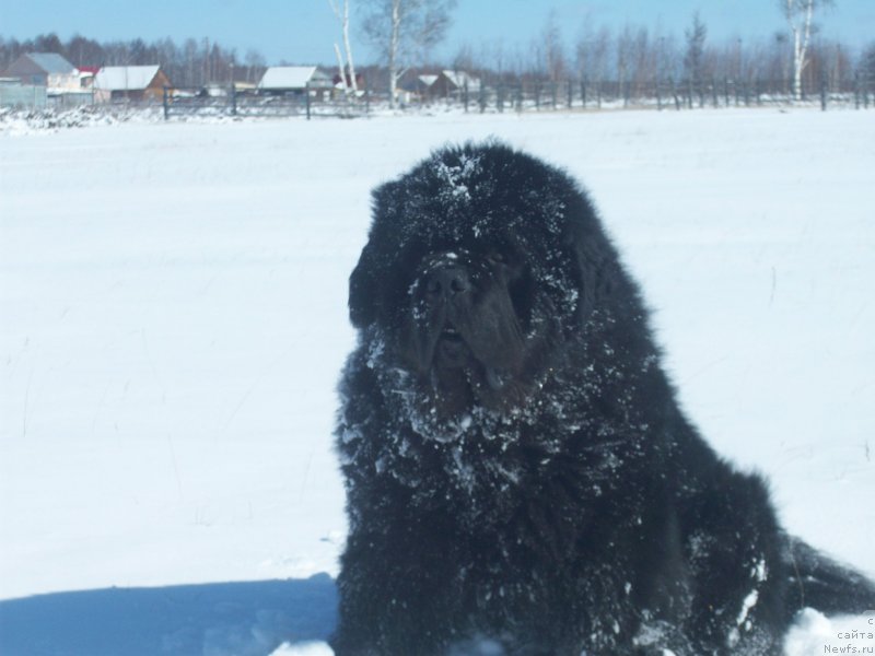 Фото: ньюфаундленд Карат из Медвежьего Яра (Karat iz Medvejyego Yara)