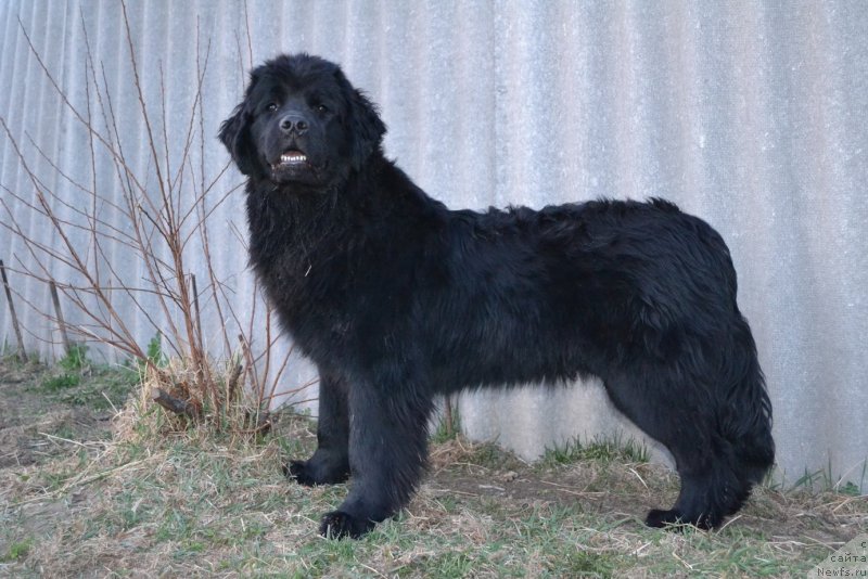 Фото: ньюфаундленд Талисман Моря Магия Волн