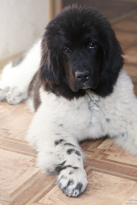 Фото: ньюфаундленд Сент Джонс Инспирэйшн