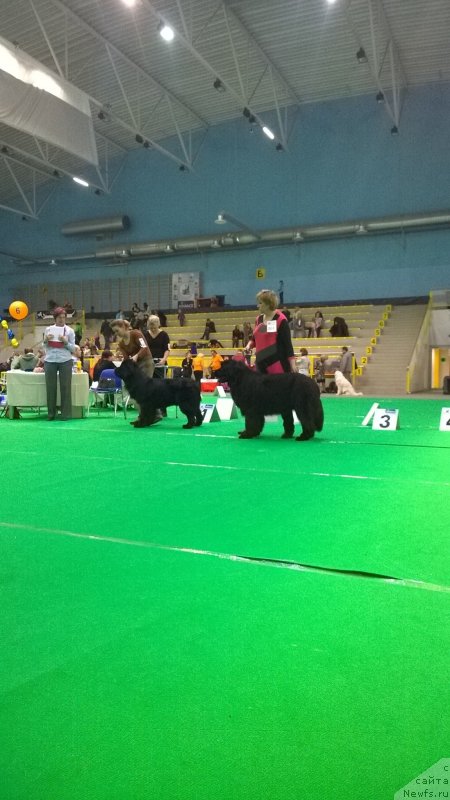 Фото: ньюфаундленд Фанньюф Жемапель Мадам Нуар (Funnewf Jemapel Madam Nuar)