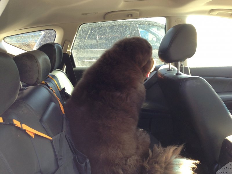 Фото: ньюфаундленд Петер-Беар Бизерта Соул