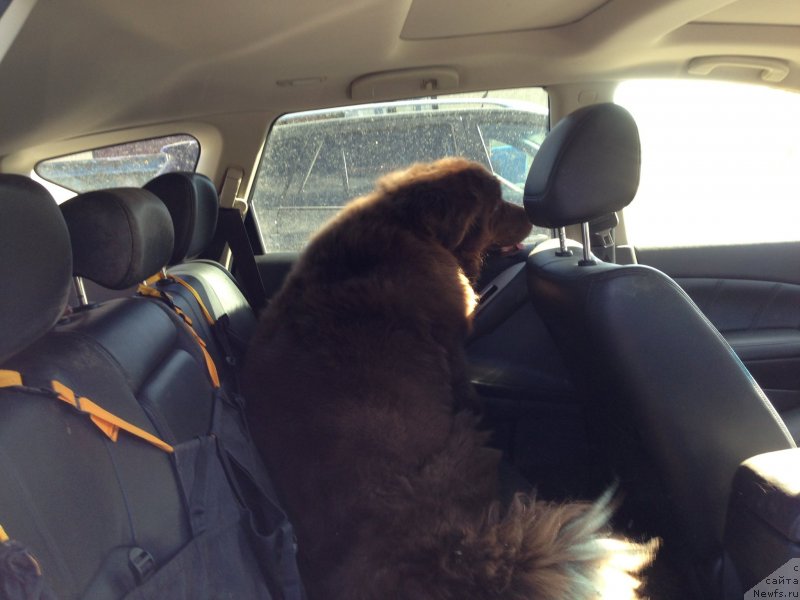 Фото: ньюфаундленд Петер-Беар Бизерта Соул