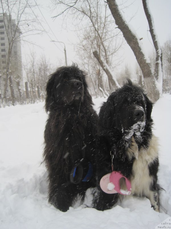 Фото: ньюфаундленд Супер Бизон Гера, Тима