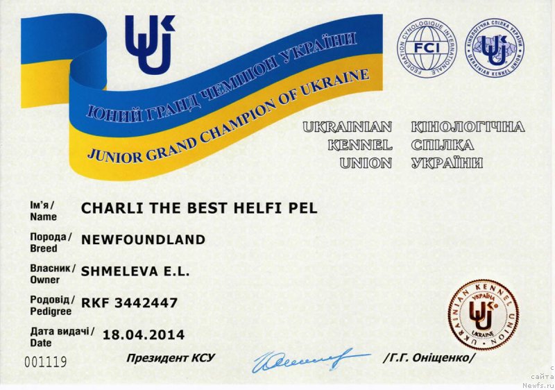 Фото: ньюфаундленд Чарли Де Бест Хелфи Пэл (Charli The Best Helfi Pel)