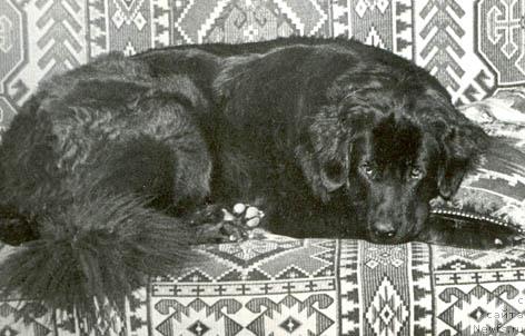 Фото: ньюфаундленд Урсула Холли