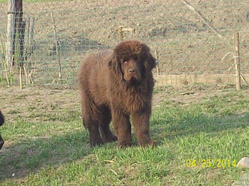 Фото: ньюфаундленд Ньюфорт Ю'Северино