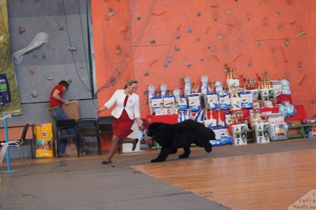 Фото: ньюфаундленд Виола Коста Лампони