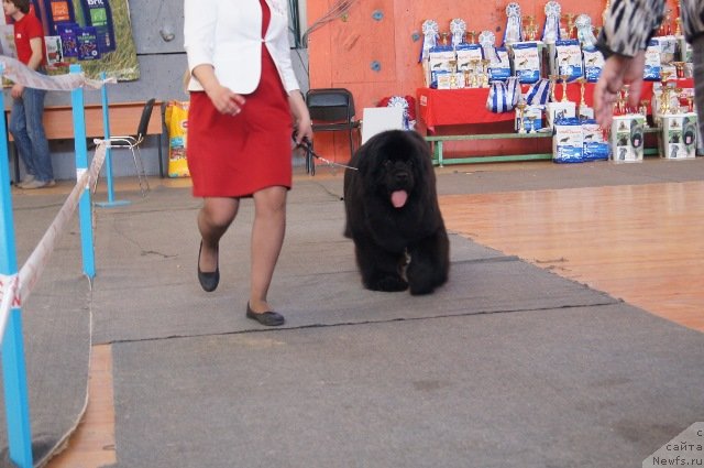 Фото: ньюфаундленд Виола Коста Лампони