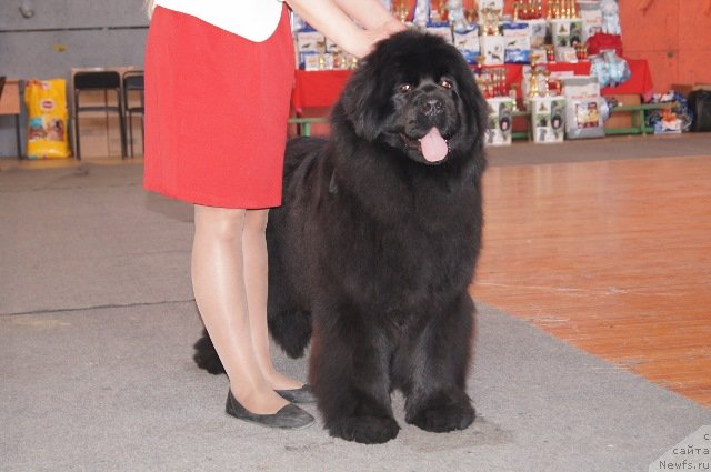 Фото: ньюфаундленд Виола Коста Лампони