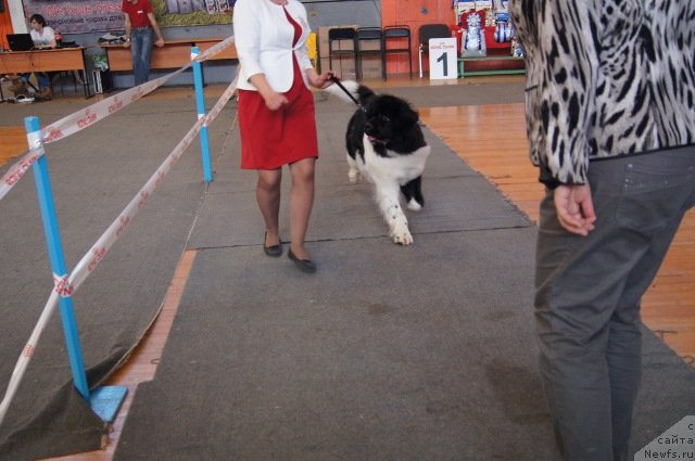 Фото: ньюфаундленд Кипер Соул Некст Пэйдж оф Стори (Keeper Soul  Next Page of Story)