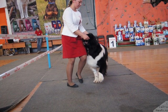 Фото: ньюфаундленд Кипер Соул Некст Пэйдж оф Стори (Keeper Soul  Next Page of Story)