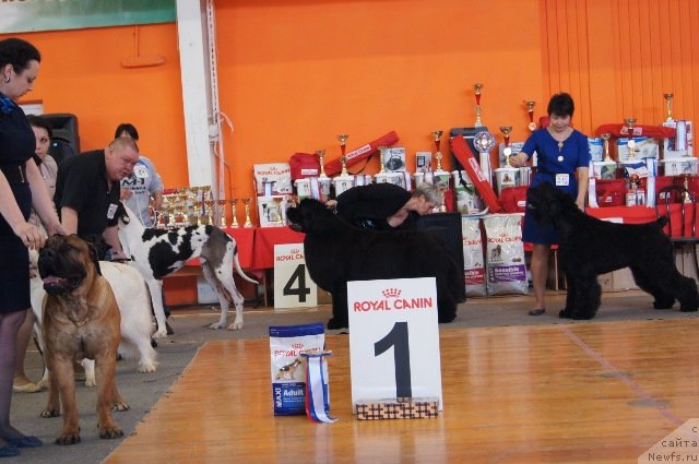 Фото: ньюфаундленд Deep Love I'm Sensation