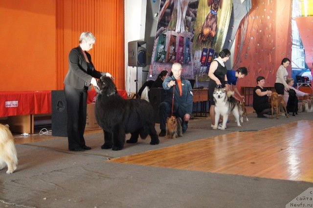 Фото: Нина Базулина, ньюфаундленд Deep Love I'm Sensation