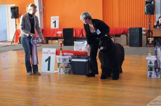 Фото: Нина Базулина, ньюфаундленд Deep Love I'm Sensation