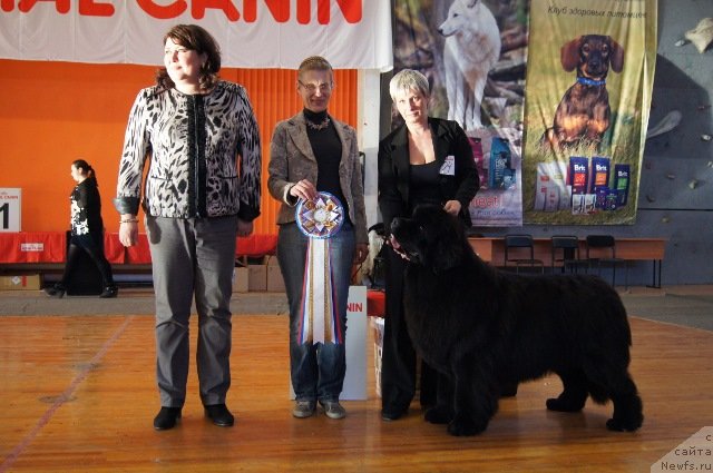 Фото: Нина Базулина, ньюфаундленд Deep Love I'm Sensation