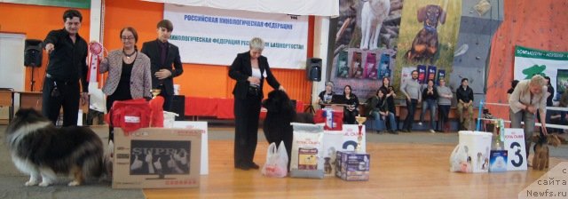 Фото: Нина Базулина, ньюфаундленд Deep Love I'm Sensation