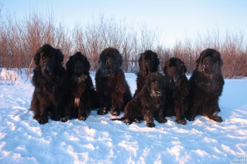 Фото: ньюфаундленд Глория Гранд Блек, ньюфаундленд Neretum Tribe Xagrid, ньюфаундленд King of Helluland You Shock Me, ньюфаундленд Fortuna of Giant's Island, ньюфаундленд Янтарная Мечта, ньюфаундленд Бегущая по Волнам Зеро Коол, ньюфаундленд Анабелле Квин оф зэ Моунтайнс