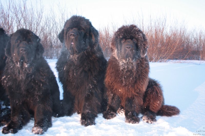 Фото: ньюфаундленд Янтарная Мечта, ньюфаундленд Бегущая по Волнам Зеро Коол, ньюфаундленд King of Helluland You Shock Me