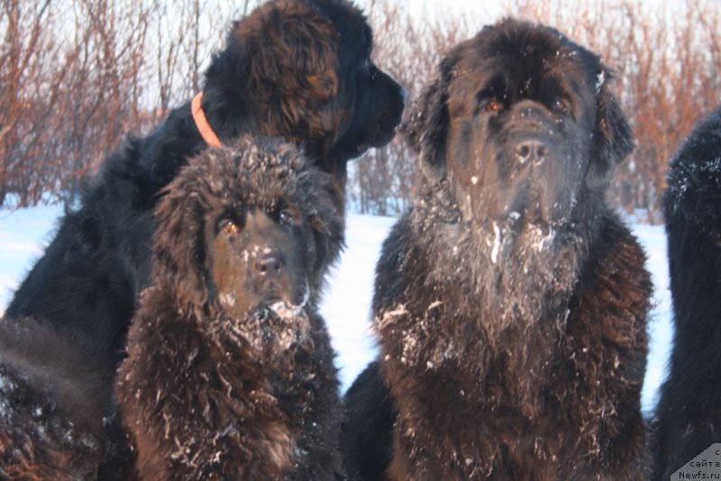 Фото: ньюфаундленд Fortuna of Giant's Island, ньюфаундленд Анабелле Квин оф зэ Моунтайнс, ньюфаундленд Янтарная Мечта