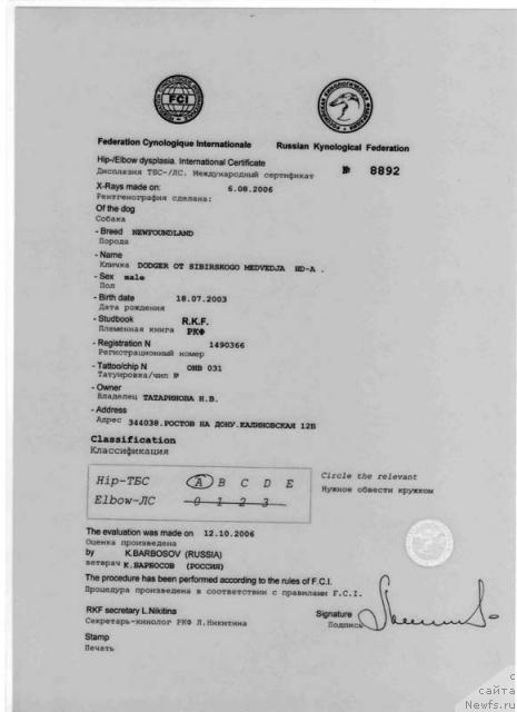 Фото: ньюфаундленд Доджер от Сибирского Медведя (Dodger ot Sibirskogo Medvedja)