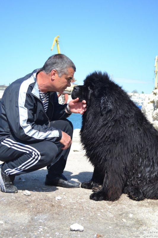 Фото: ньюфаундленд Влас (Vlas)