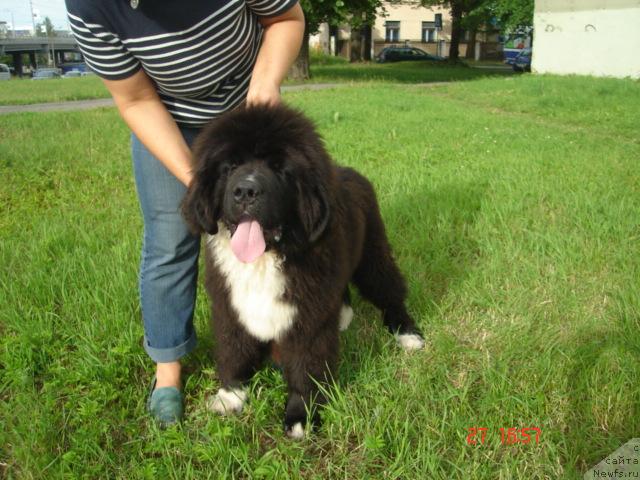 Фото: ньюфаундленд Питерньюф Жгучий Поцелуй (Piternyuf Zhguchiy Potseluy)