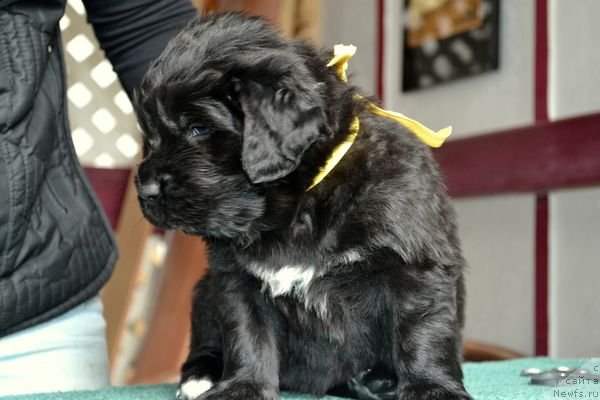 Фотография № 151857