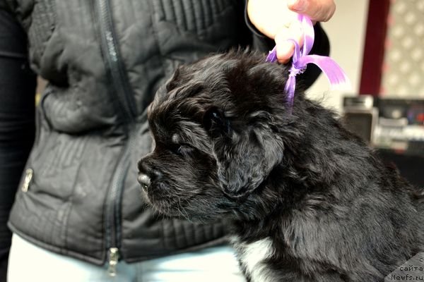 Фотография № 151858