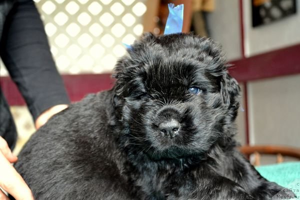 Фотография № 151861