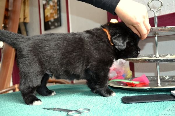 Фотография № 151864