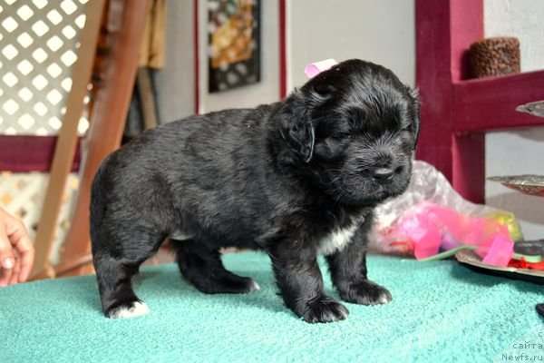 Фотография № 151866