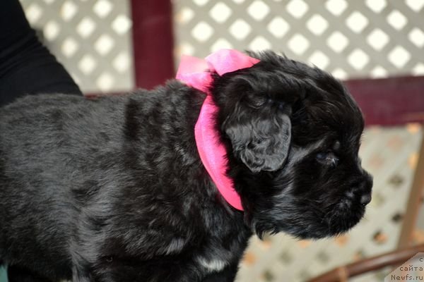 Фотография № 151874