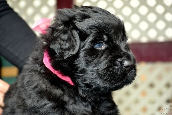 Фотография № 151875