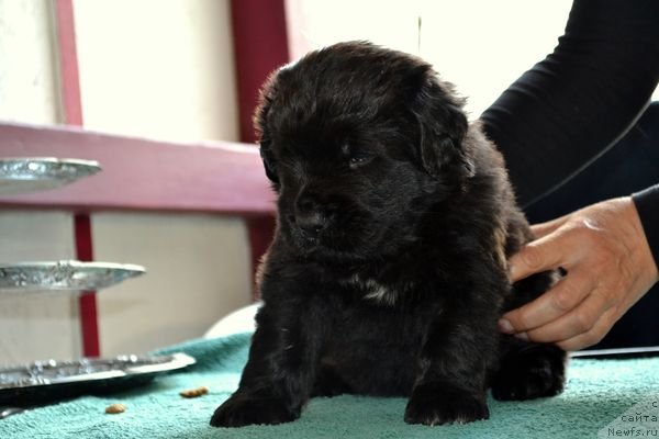 Фотография № 151876