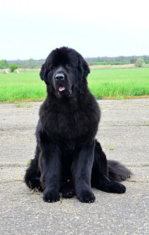 Фотография № 151896