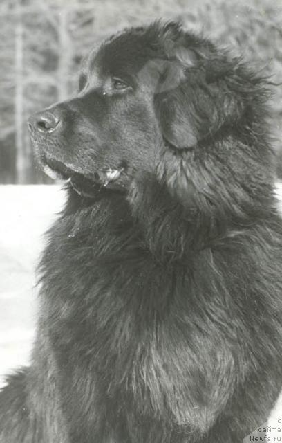 Фото: ньюфаундленд Тосси Гард