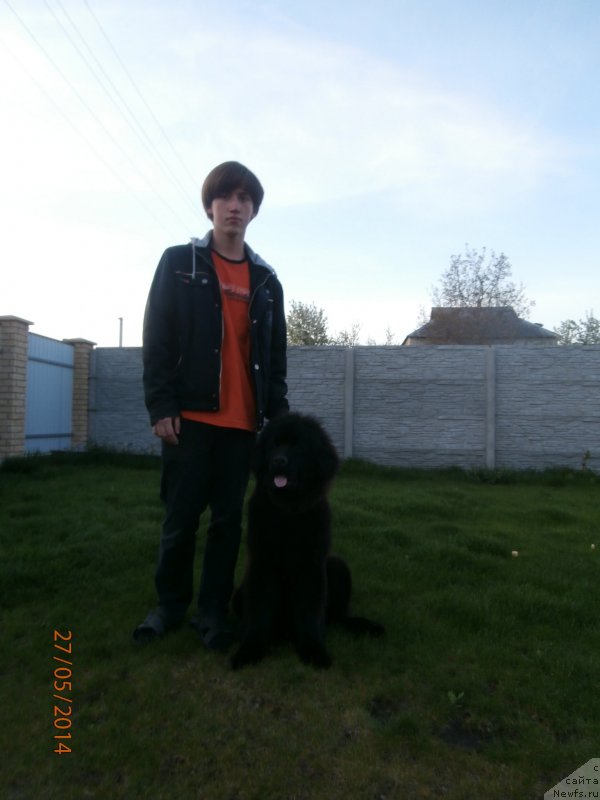 Фото: ньюфаундленд Chudotvorniy Atlas Kara Deniz