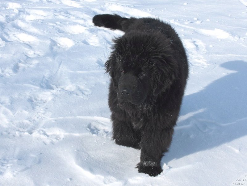 Фото: ньюфаундленд Анабелле Квин оф зэ Моунтайнс