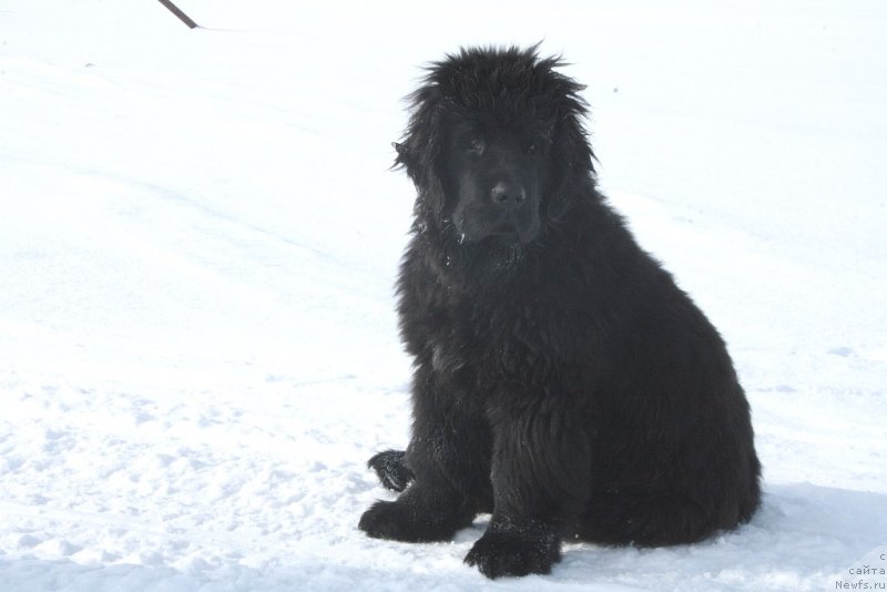 Фото: ньюфаундленд Анабелле Квин оф зэ Моунтайнс