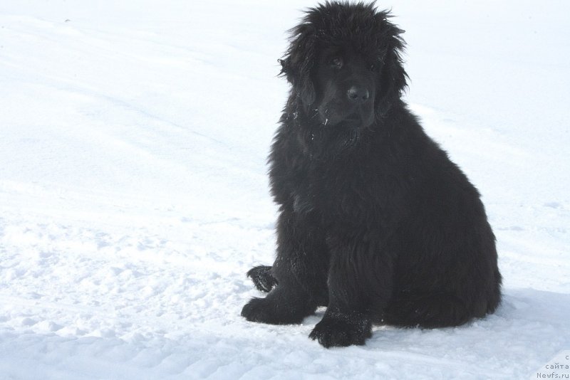 Фото: ньюфаундленд Анабелле Квин оф зэ Моунтайнс