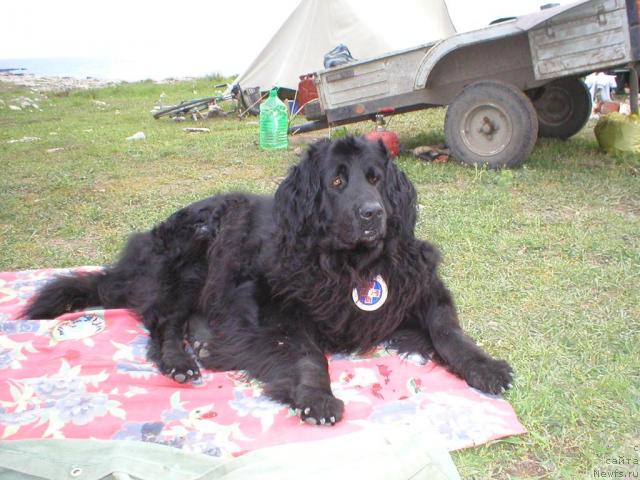 Фото: ньюфаундленд Чарлета Эль Зар