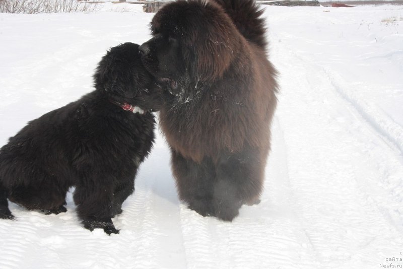 Фото: ньюфаундленд Анабелле Квин оф зэ Моунтайнс, ньюфаундленд King of Helluland You Shock Me