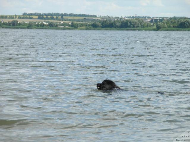 Фото: ньюфаундленд Чарлета Эль Зар