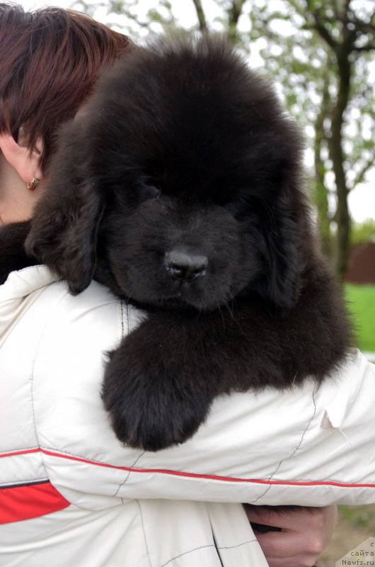 Фотография № 151933