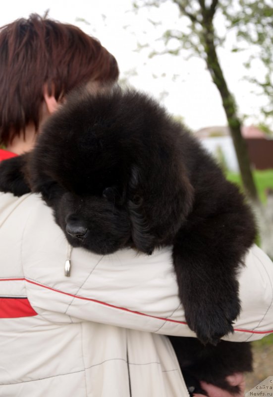 Фотография № 151936