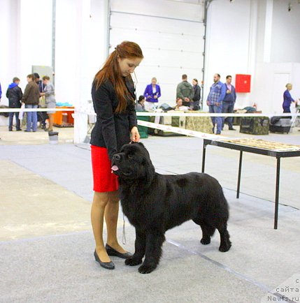 Фото: ньюфаундленд Черный Чанк с Берега Дона (Chernyj Chank s Berega Dona), Ирина Складнова