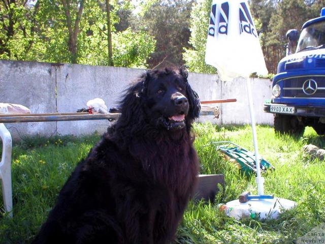 Фото: ньюфаундленд Чарлета Эль Зар