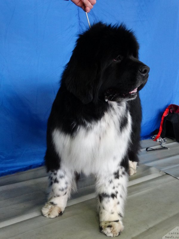 Фото: ньюфаундленд Сент Джонс Гламур Леди (Sent Djons Glamour Lady)