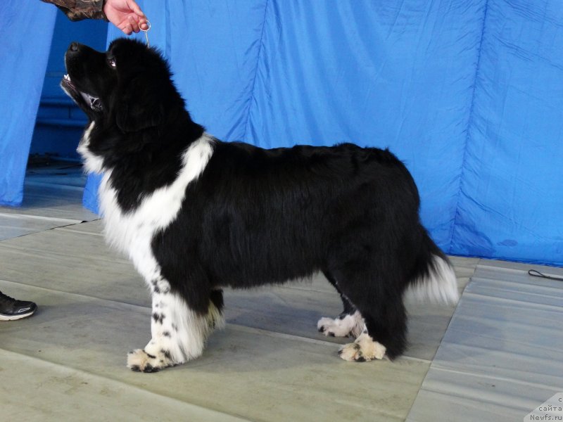 Фото: ньюфаундленд Сент Джонс Гламур Леди (Sent Djons Glamour Lady)